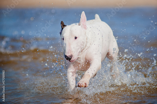 Fotografia english bull terrier dog running in the water