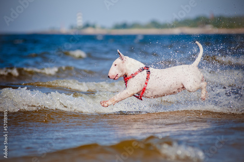 Valokuva bull terrier dog jumps into water