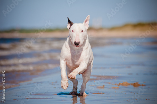 Fototapeta english bull terrier running on the beach