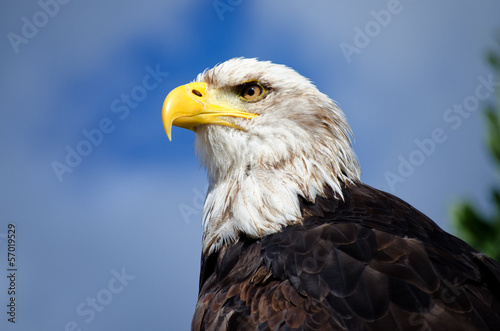 Weißkopfseeadler (Haliaeetus leucocephalus)