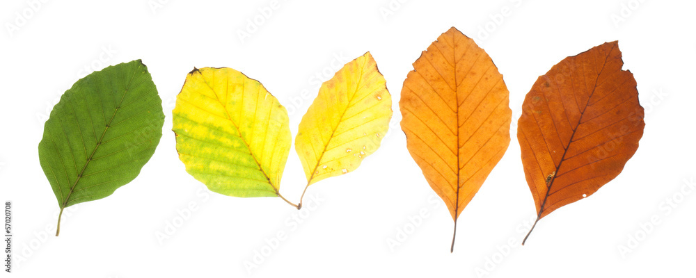 Set of beech leaves in different fall colors