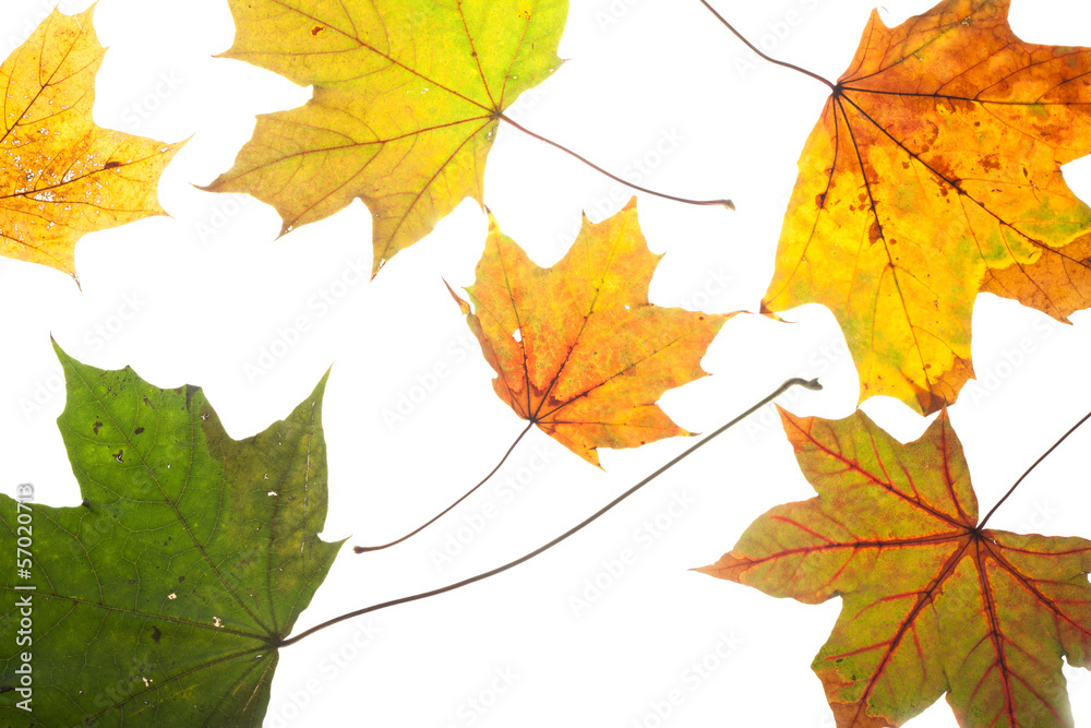 Colorful chestnut leaves in fall