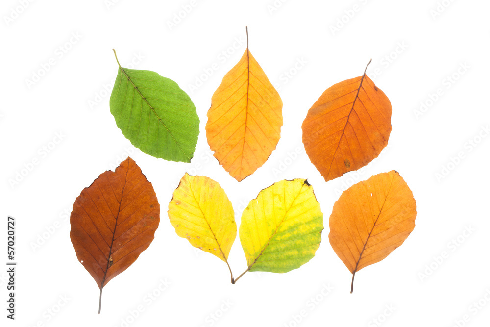Set of beech leaves in different fall colors Set of beech leaves in different fall colors