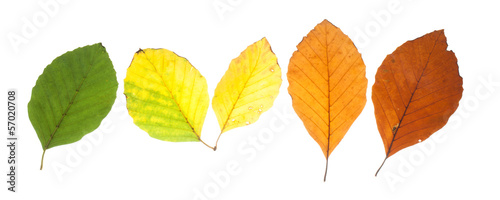 Fotografia, Obraz Set of beech leaves in different fall colors