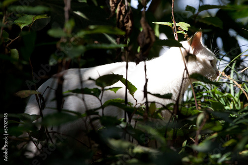 Photography Katze