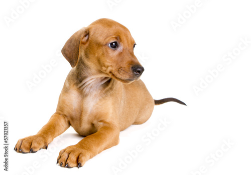 Purebred German Pinscher puppy