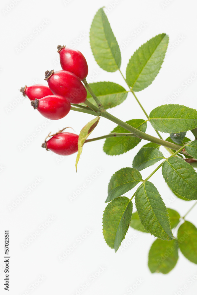 Rose hip (Rosa canina) with leaves Rose hip (Rosa canina) with leaves