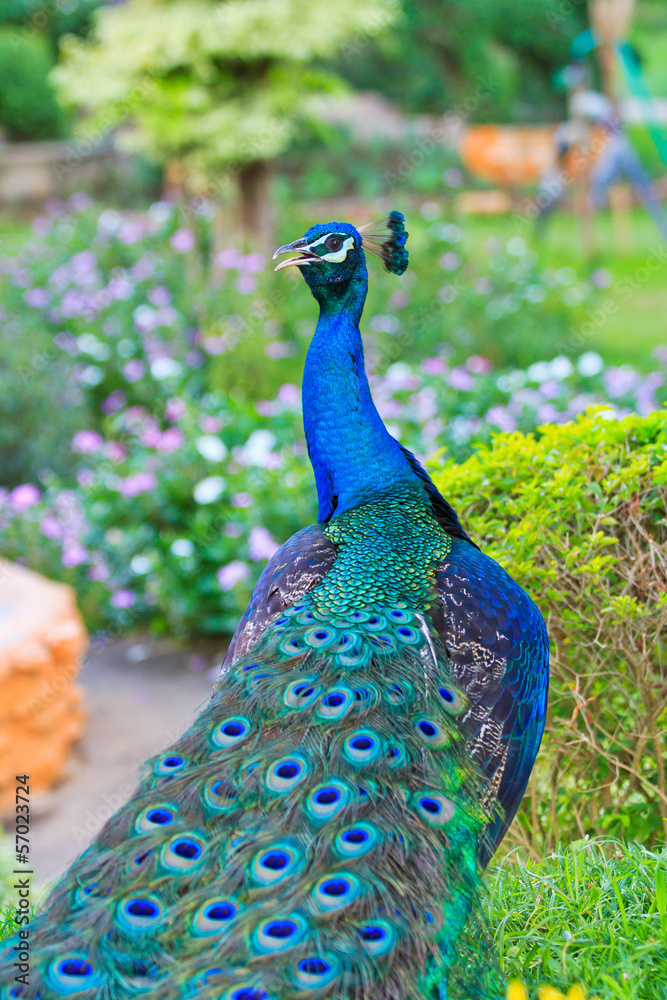 Obraz premium Close-up portrait of male peacock in pairing season