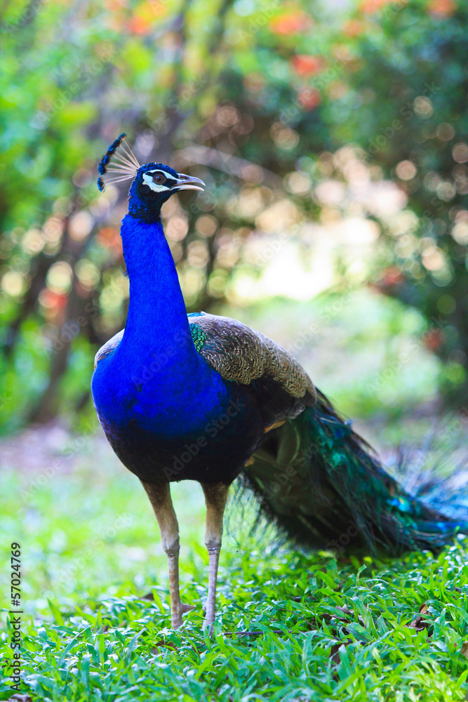 Obraz premium Close-up portrait of male peacock in pairing season