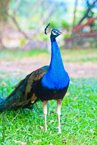Close-up portrait of male peacock in pairing season