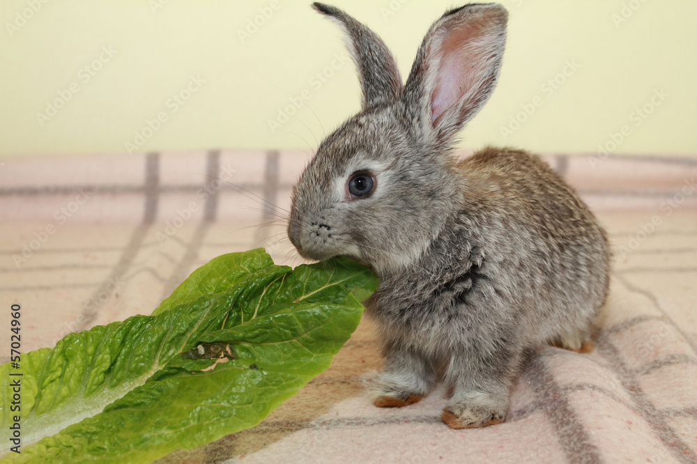 Obraz premium Gray rabbit