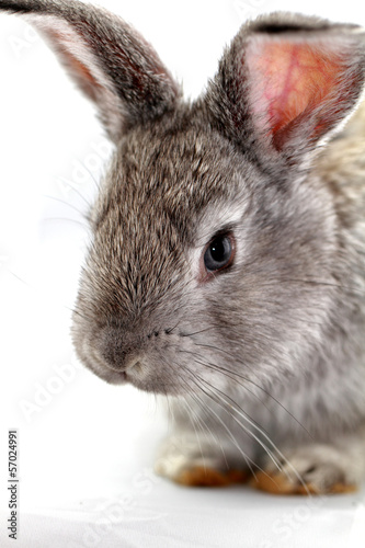 Gray rabbit