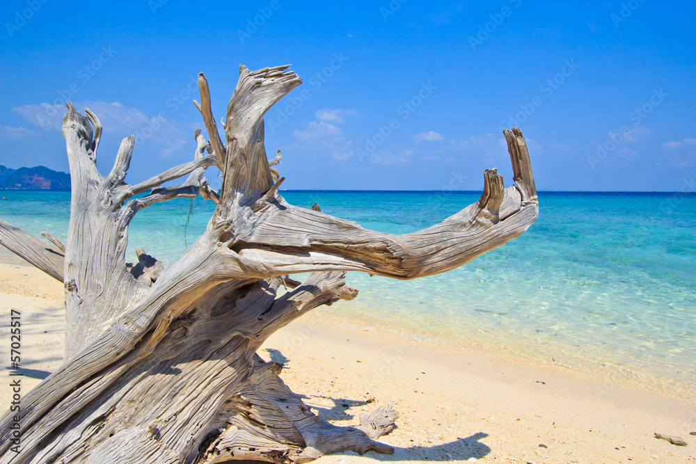 Wood on the tropical beach in the south of Thailand