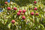 Fruits of the Kousa Dogwood Tree Autumn time