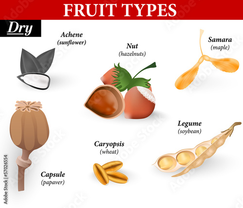 Common Types of Fruits and Seeds. Vector illustration
