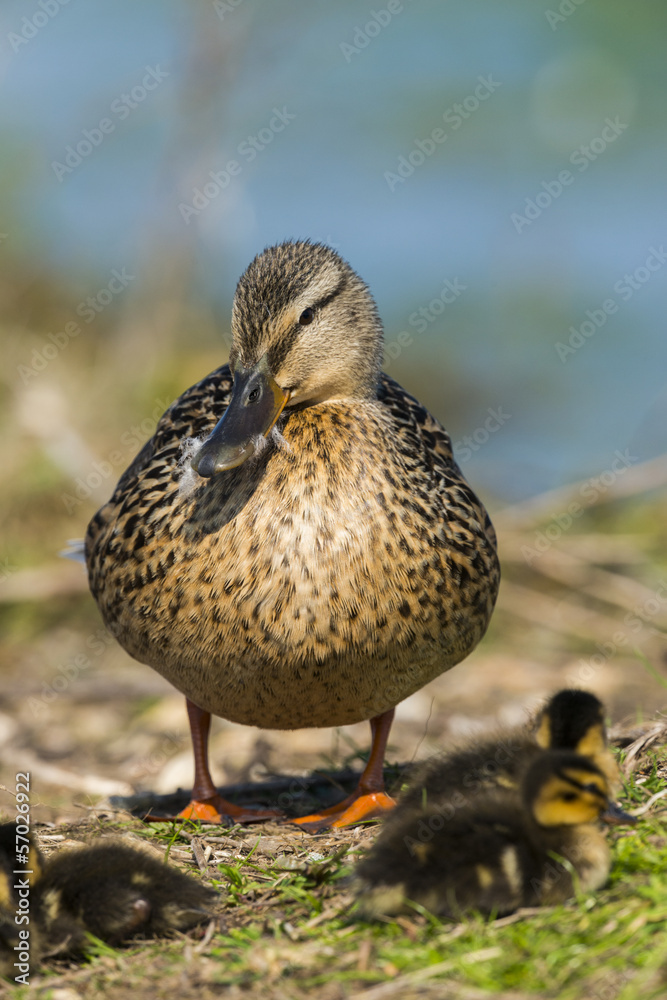 Une cane et ses canetons sur le marais du Crotoy - Canard colver Une cane et ses canetons sur le marais du Crotoy - Canard colver