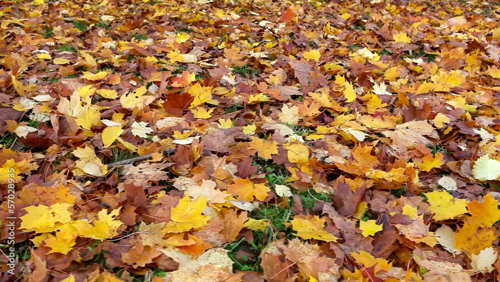 bright autumn maple leaves lying on the ground bright autumn maple leaves lying on the ground