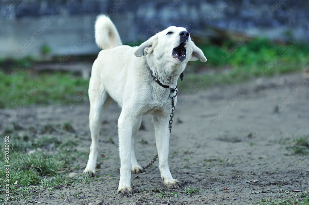 Funny dog Funny dog