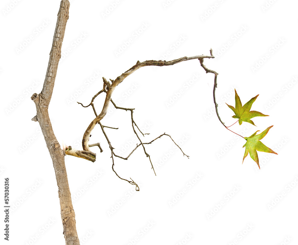 Fototapeta premium Branch with leaf