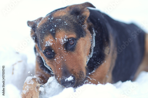 Funny dog on the snow