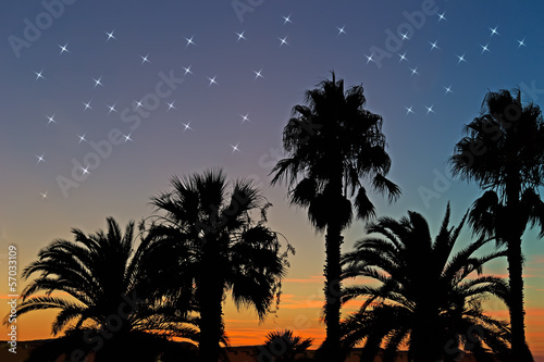 palms and stars