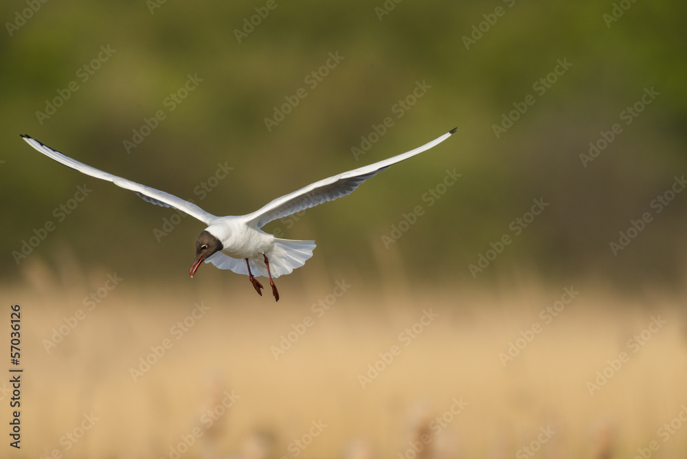 Mouette rieuse en vol au dessus de la roselière Mouette rieuse en vol au dessus de la roselière