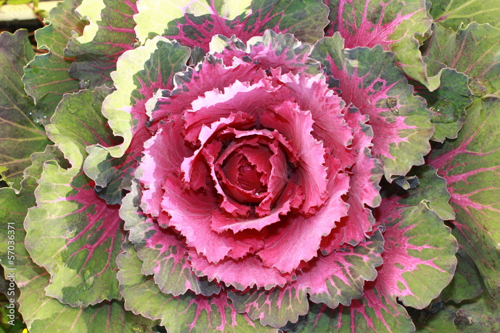 chou, pink gabbage, ornament gabbage, flower chou, pink gabbage, ornament gabbage, flower