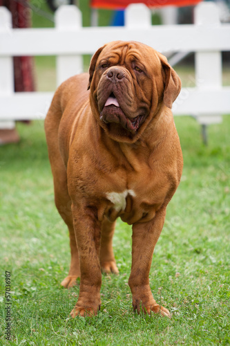 Neapolitan Mastiff