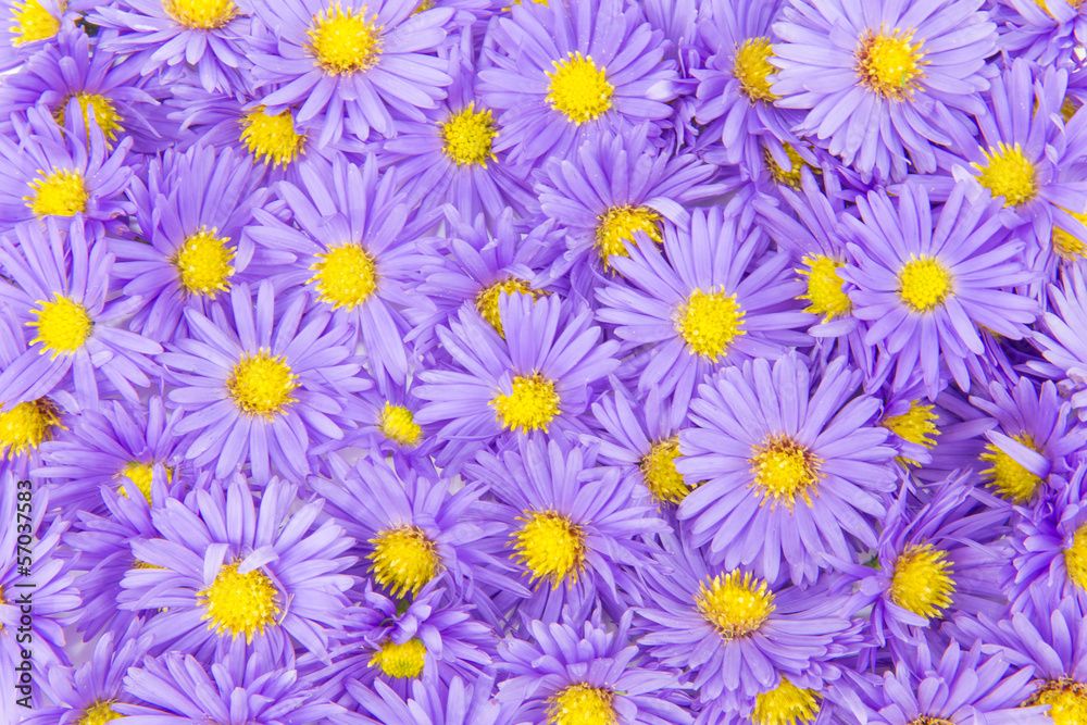 Herbstastern Hintergrund Herbstastern Hintergrund