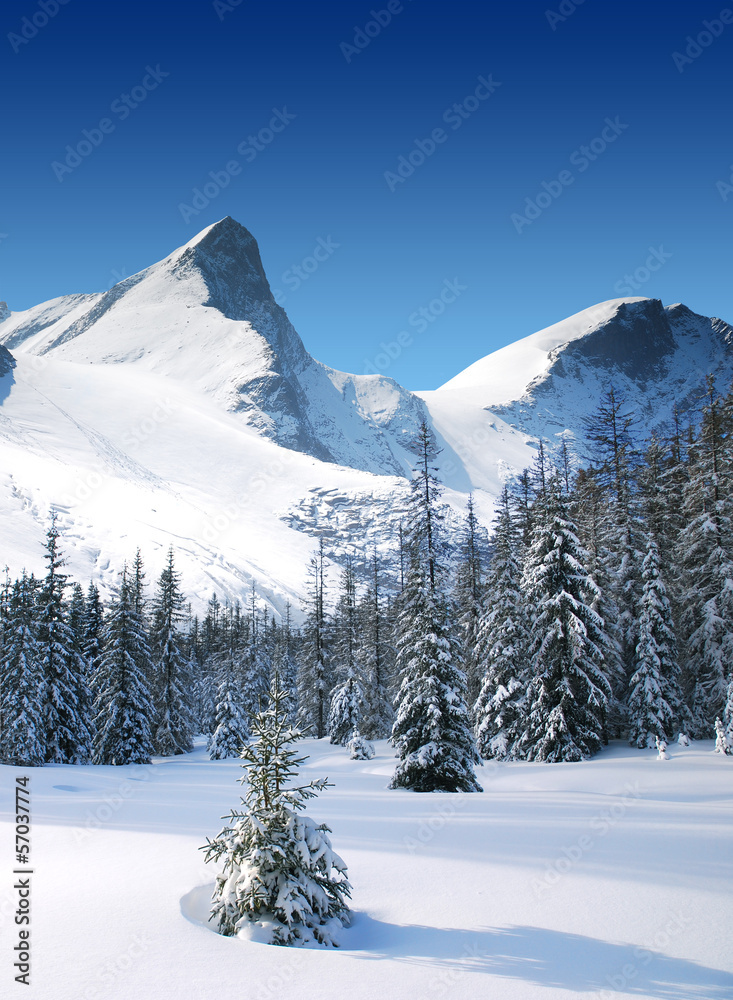 Naklejka premium trees coated with snow and high snowy mountains