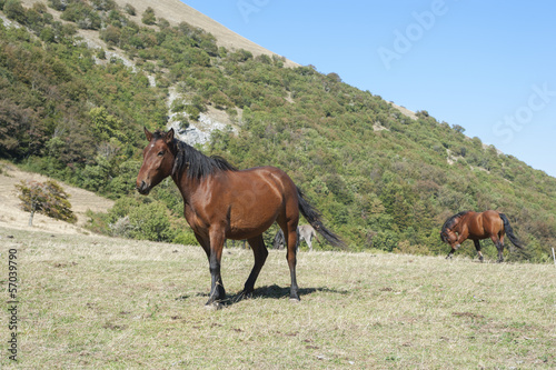 Two brown horses