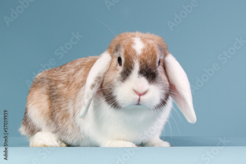 White eared mini-lop rabbit in the studio