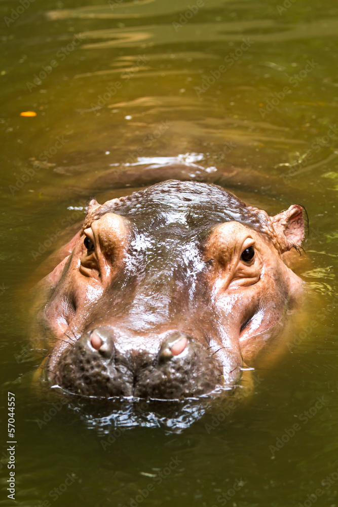 Hippo swiming in chiangmai zoo chiangmai Thailand Hippo swiming in chiangmai zoo chiangmai Thailand