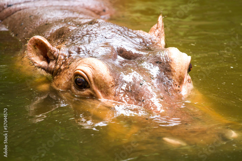 Hippo swiming in chiangmai zoo chiangmai Thailand