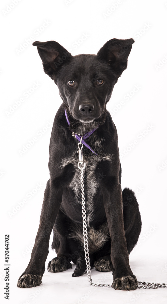 Mongrel puppies posing for a study session