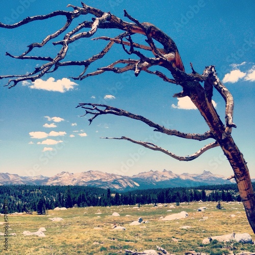 dead tree in the mountains