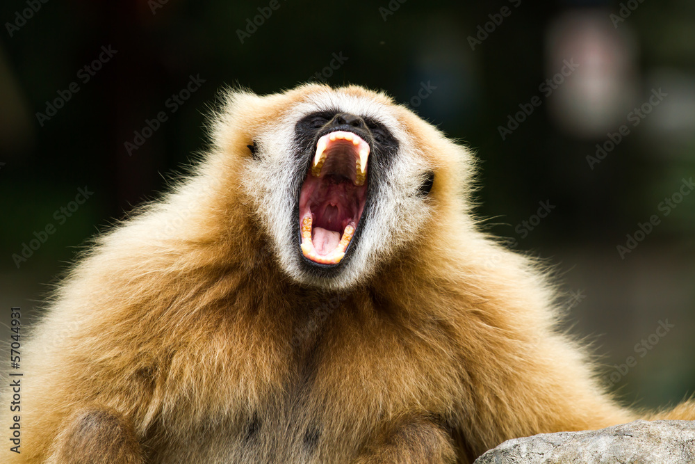 Obraz premium Gibbon in chiangmai zoo chiangmai Thailand