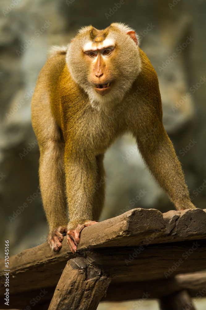 Monkey in chiangmai zoo chiangmai Thailand