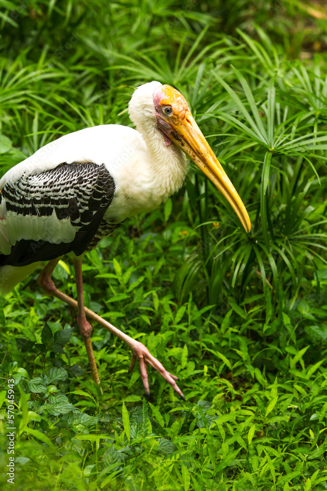 Fototapeta premium Painted stork in chiangmai zoo chiangmai Thailand