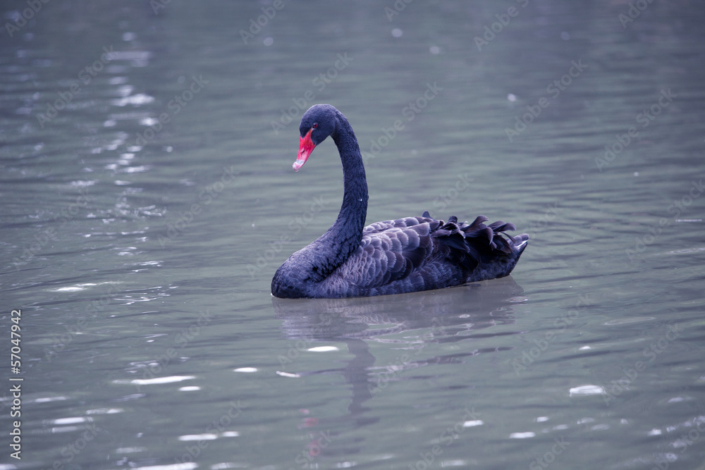 Fototapeta premium Schwan