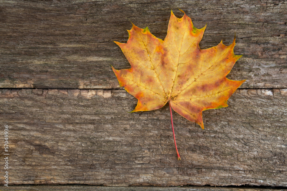 maple leaf on wooden surface maple leaf on wooden surface