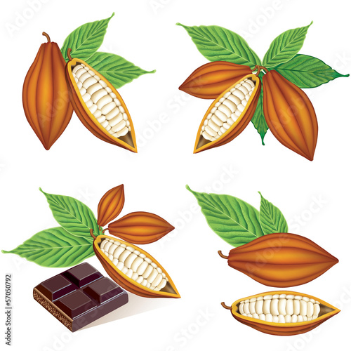 Cocoa beans with green leaves.