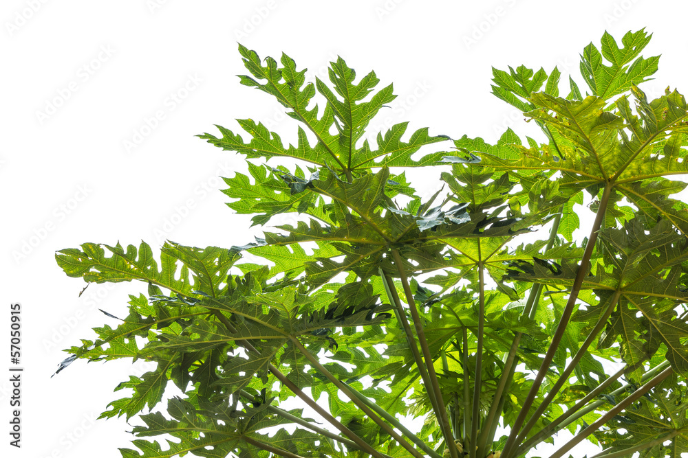 Beginning papaya on a white background. Beginning papaya on a white background.