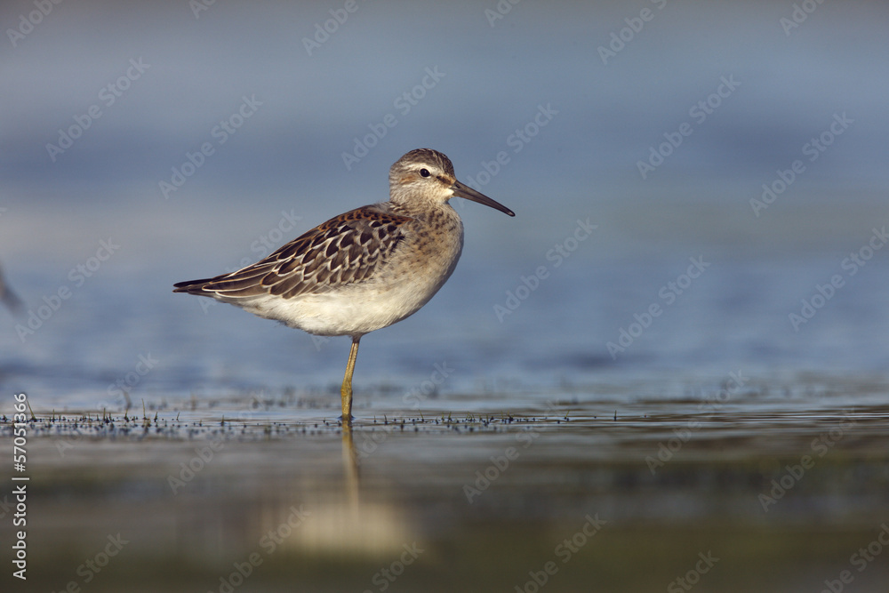 Stilt sandpiper, Micropalama himantopus Stilt sandpiper, Micropalama himantopus