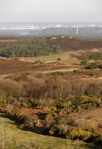 Studland heathland