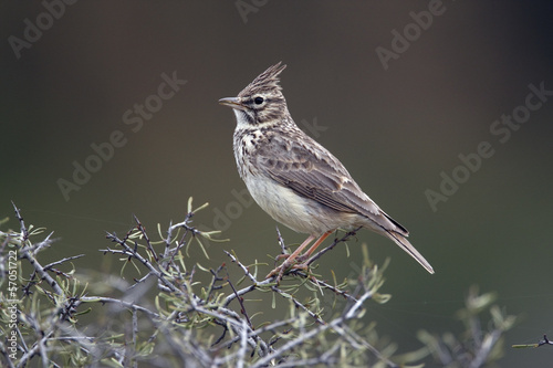 Thekla lark, Galerida theklae photo