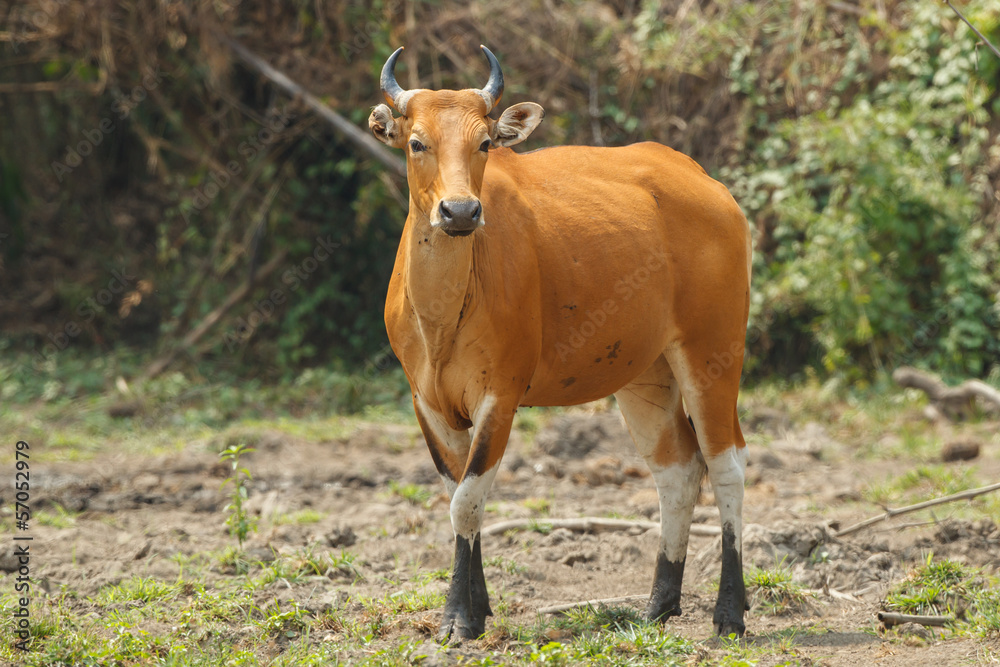A female Banteng stepping out of the wood A female Banteng stepping out of the wood