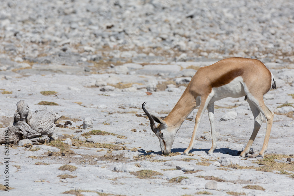 Springbok Springbok