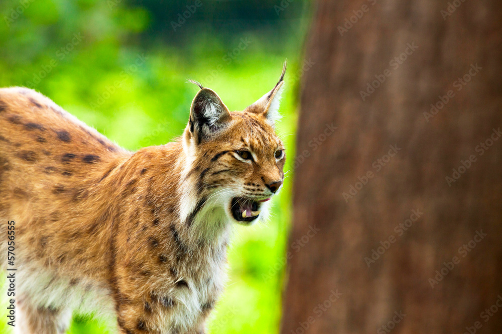 Tired yawning lynx in zoo showing his teeth. Tired yawning lynx in zoo showing his teeth.