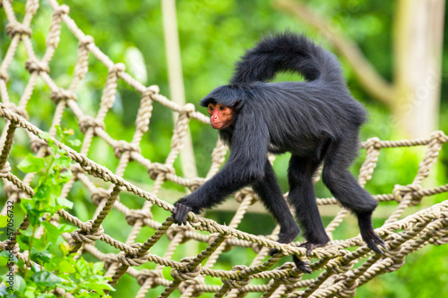 Red faced spider monkey in zoo walking on ropes. photo
